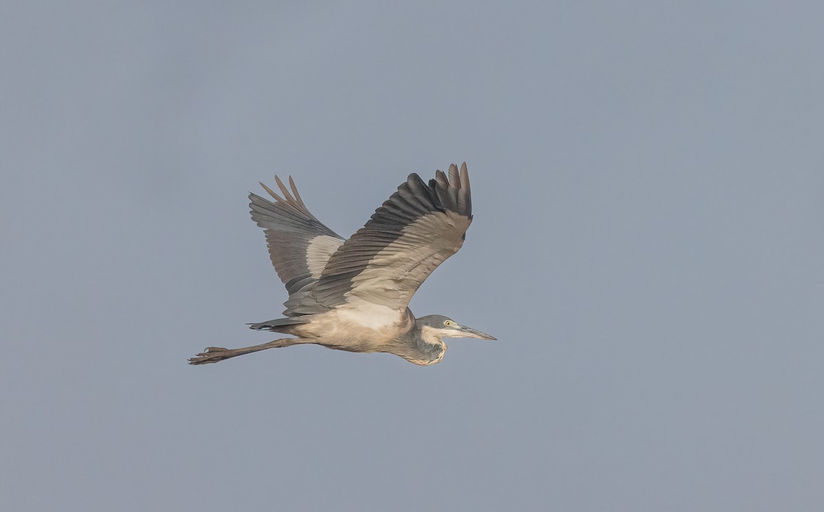 Black-headed Heron - ML460130881