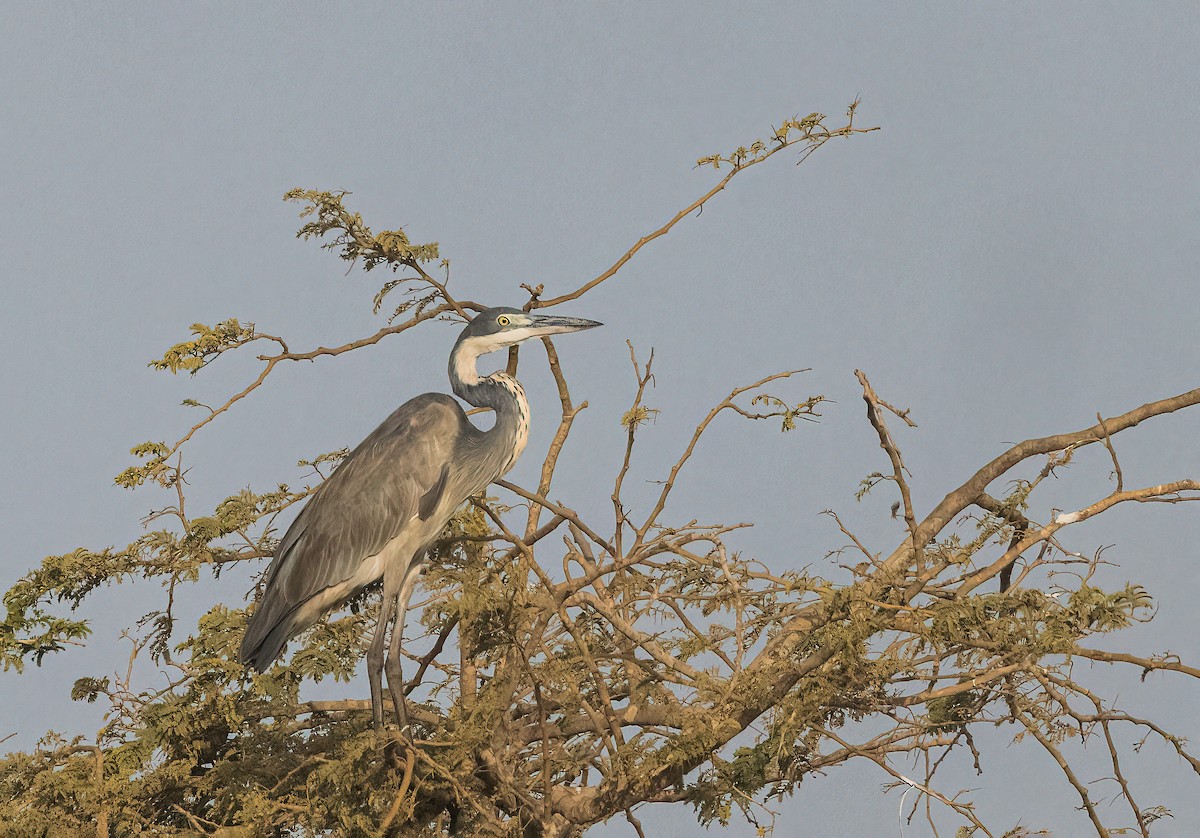 Black-headed Heron - ML460130891