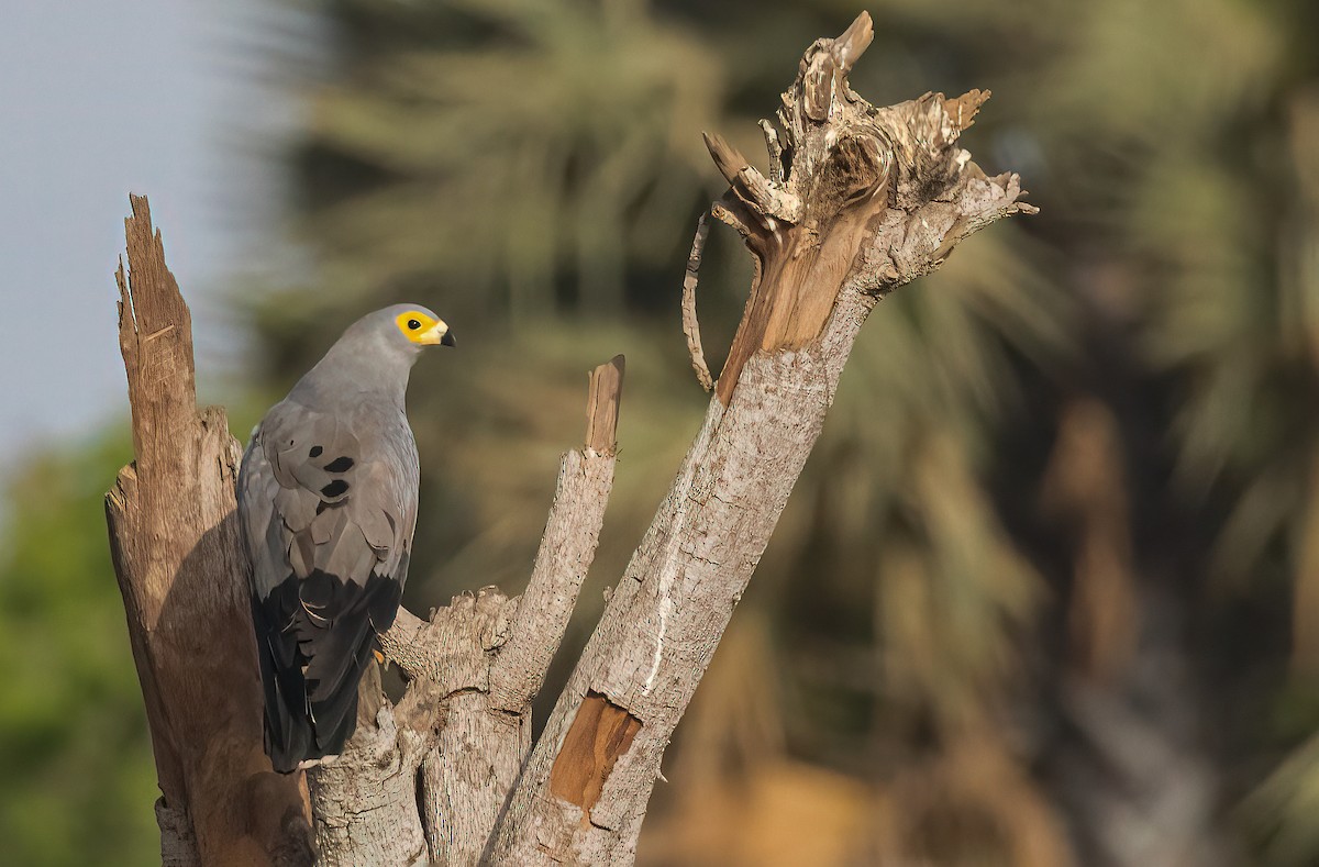 African Harrier-Hawk - ML460130911