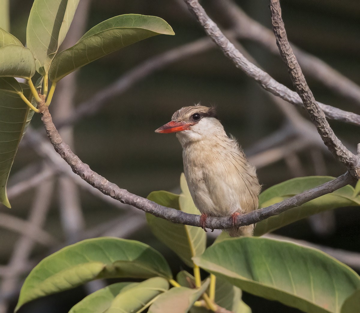 Striped Kingfisher - ML460130941