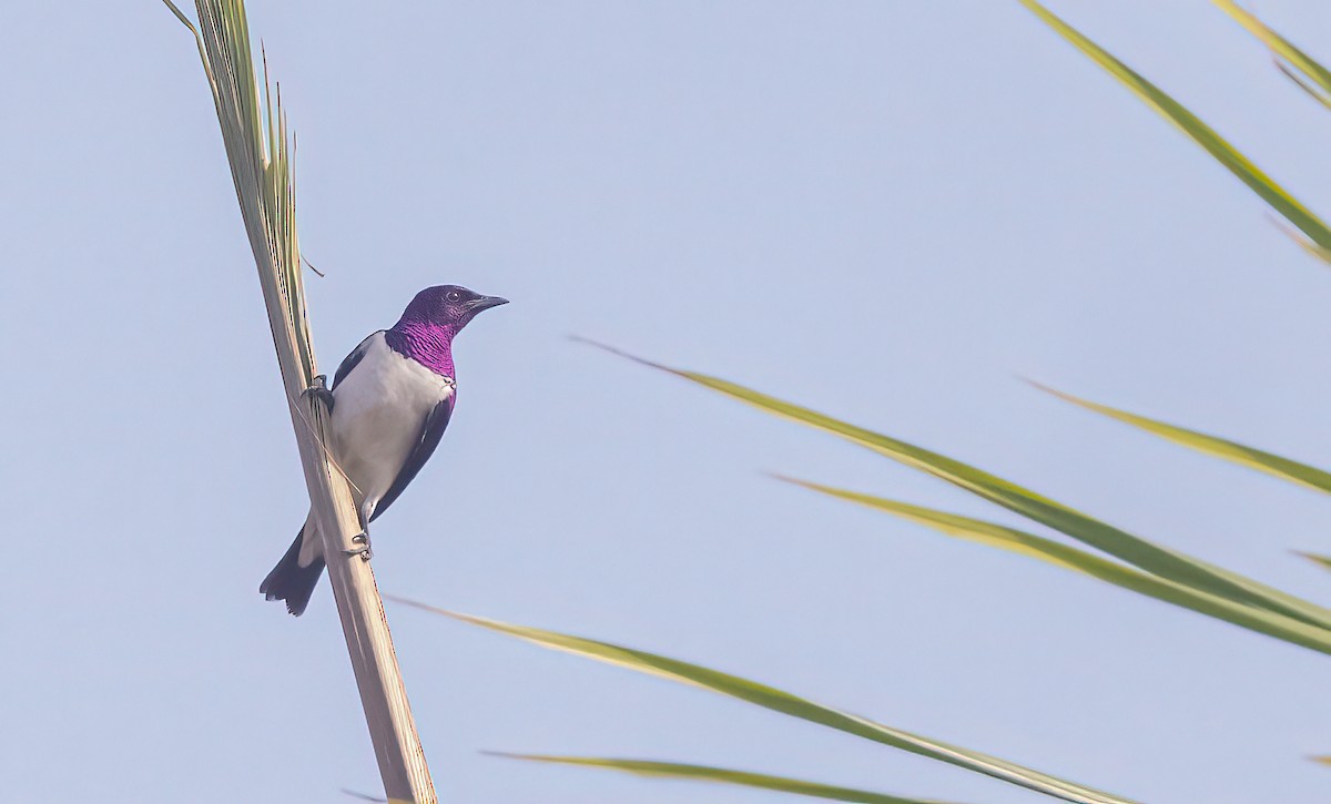 Violet-backed Starling - ML460131031