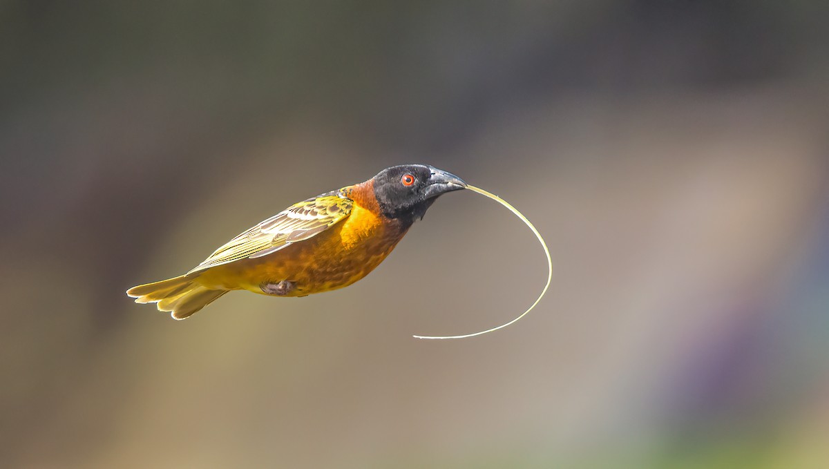 Village Weaver - ML460131061