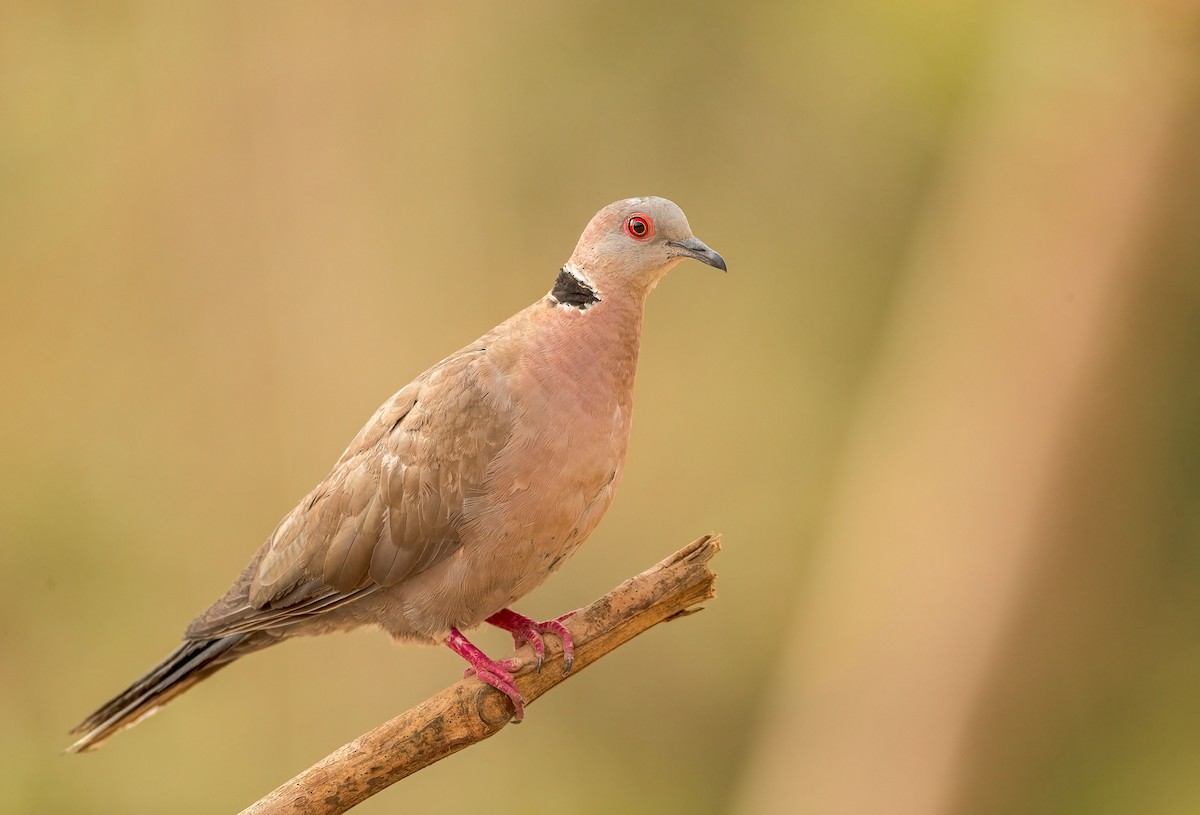 Mourning Collared-Dove - ML460131111