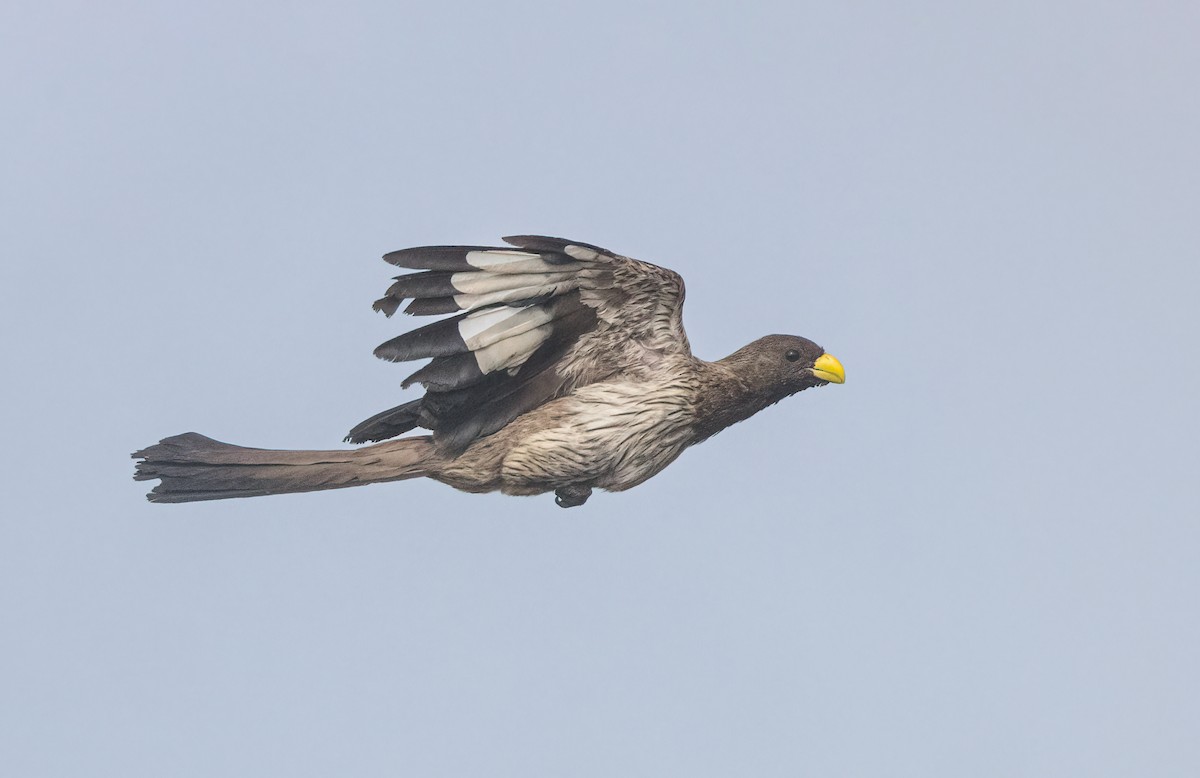 Western Plantain-eater - ML460131141