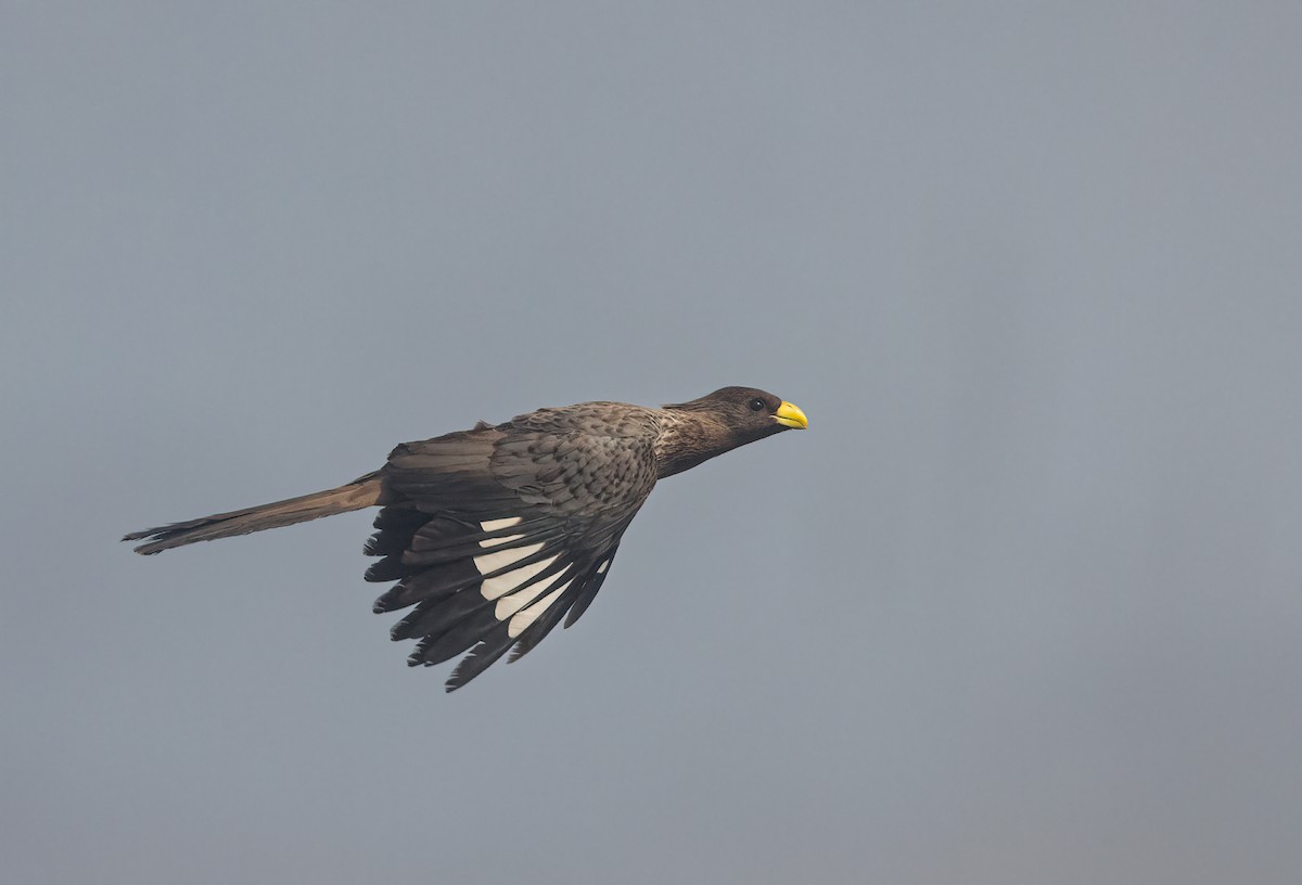 Turaco Gris Occidental - ML460131151