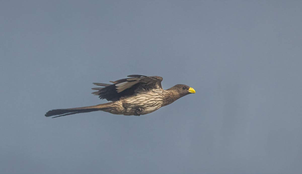 Turaco Gris Occidental - ML460131171