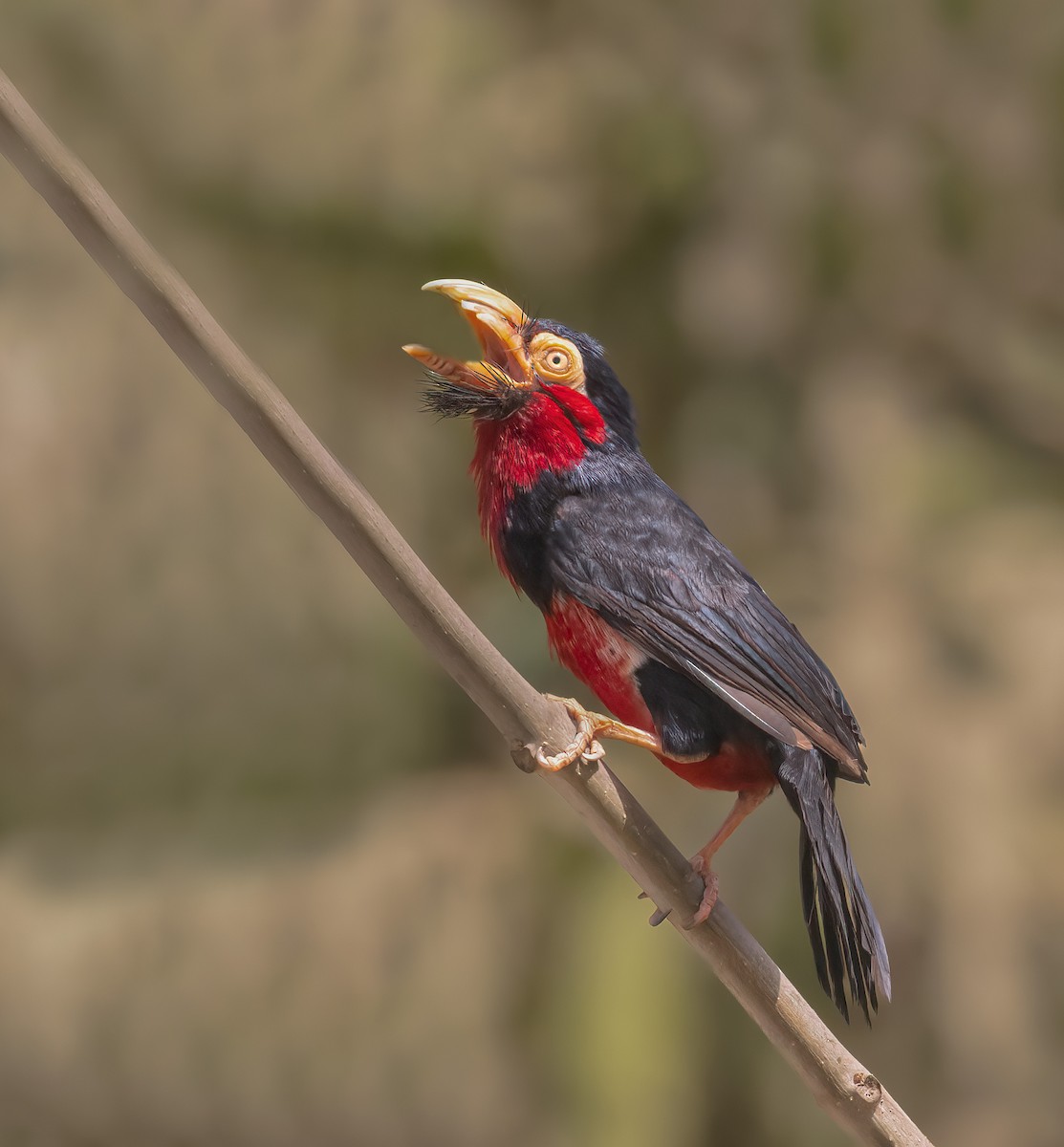 Bearded Barbet - ML460131201