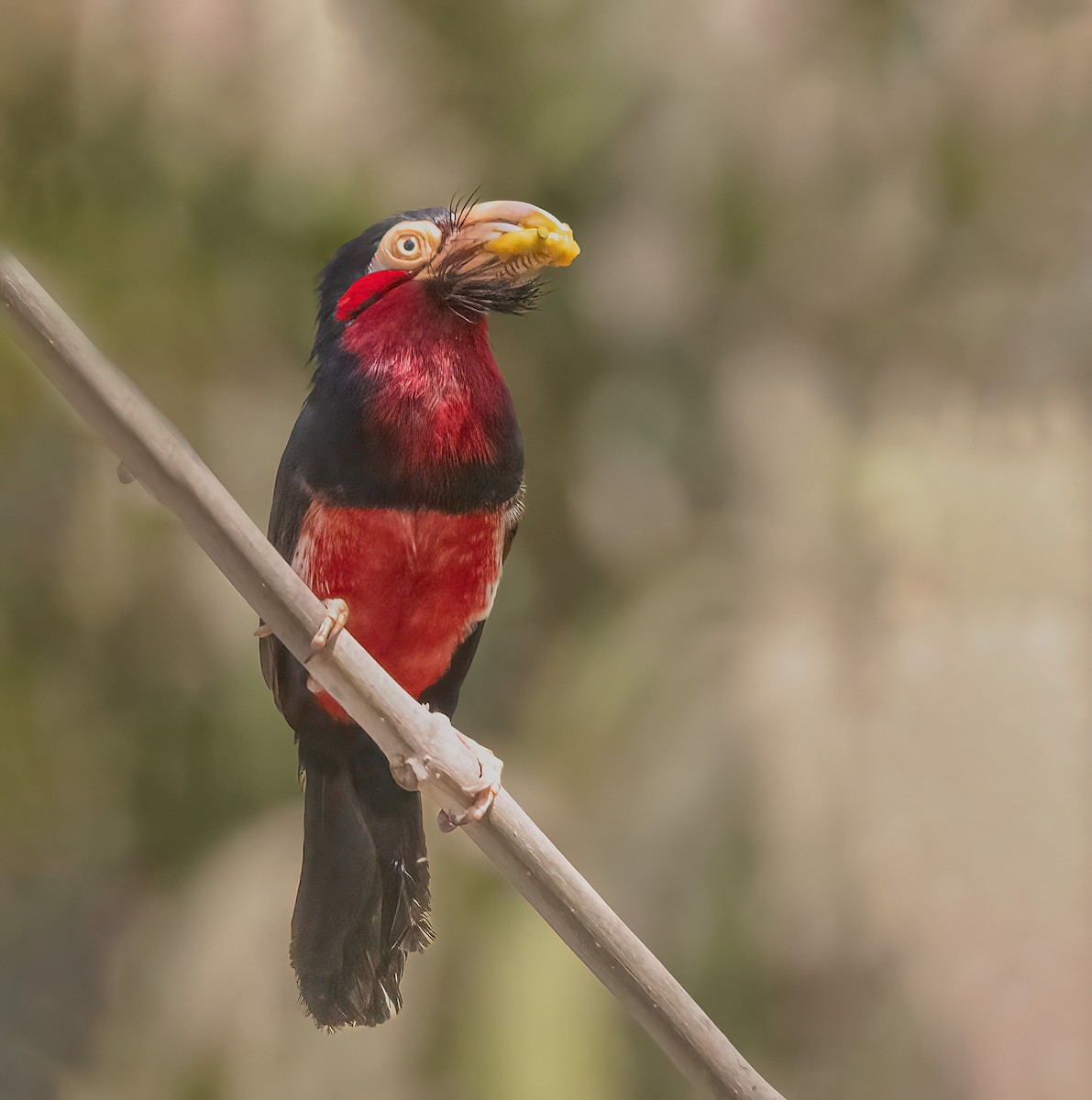 Bearded Barbet - ML460131211