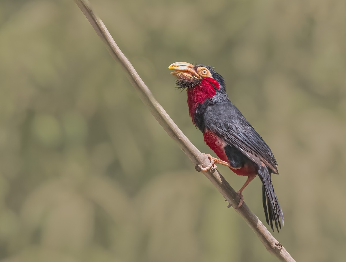 Bearded Barbet - ML460131221