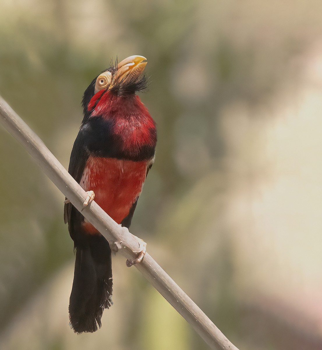 Bearded Barbet - ML460131231