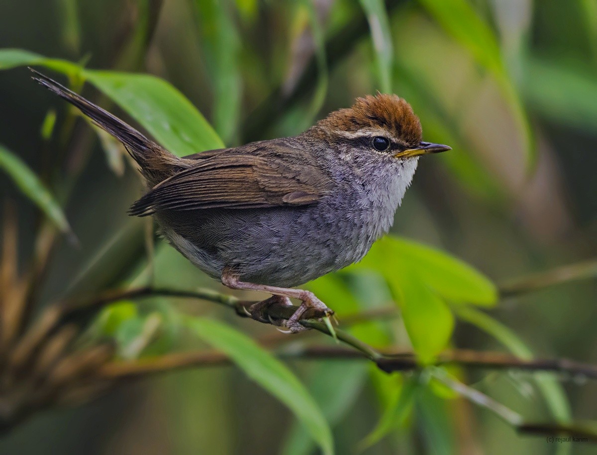 Gray-sided Bush Warbler - ML460132431