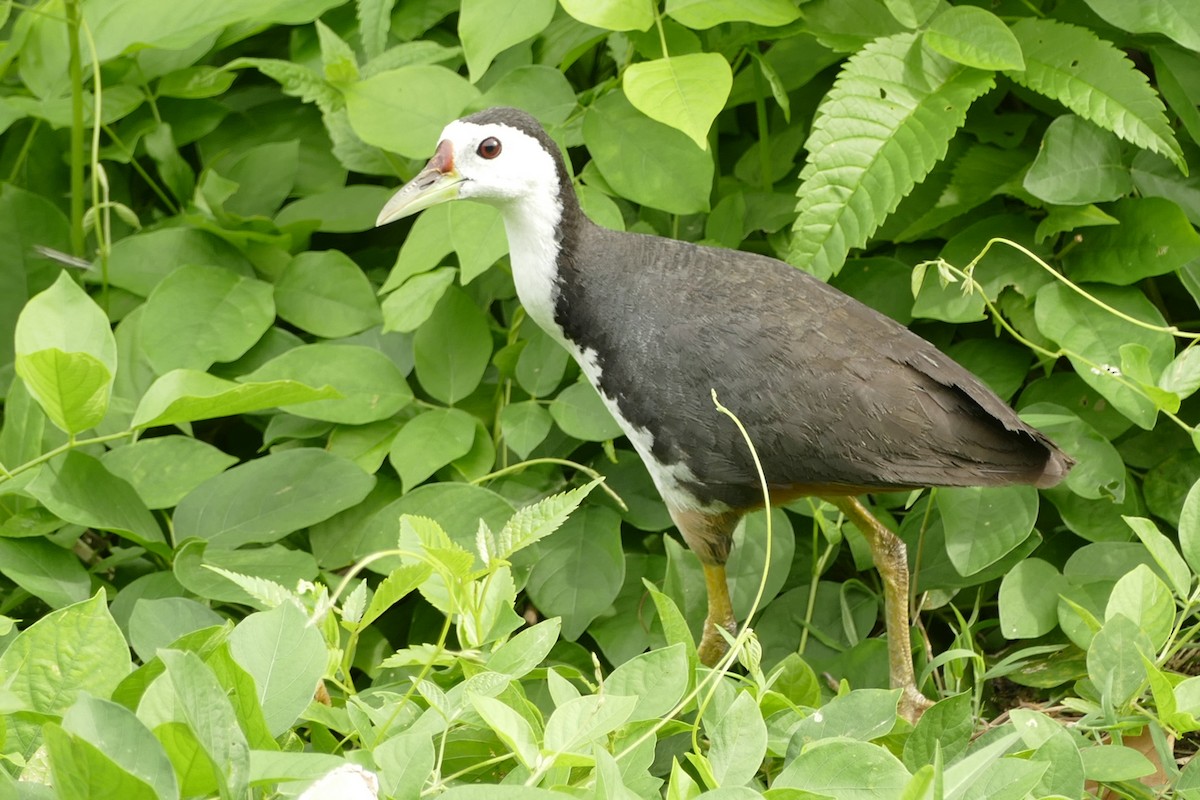 White-breasted Waterhen - Andrew Hogg