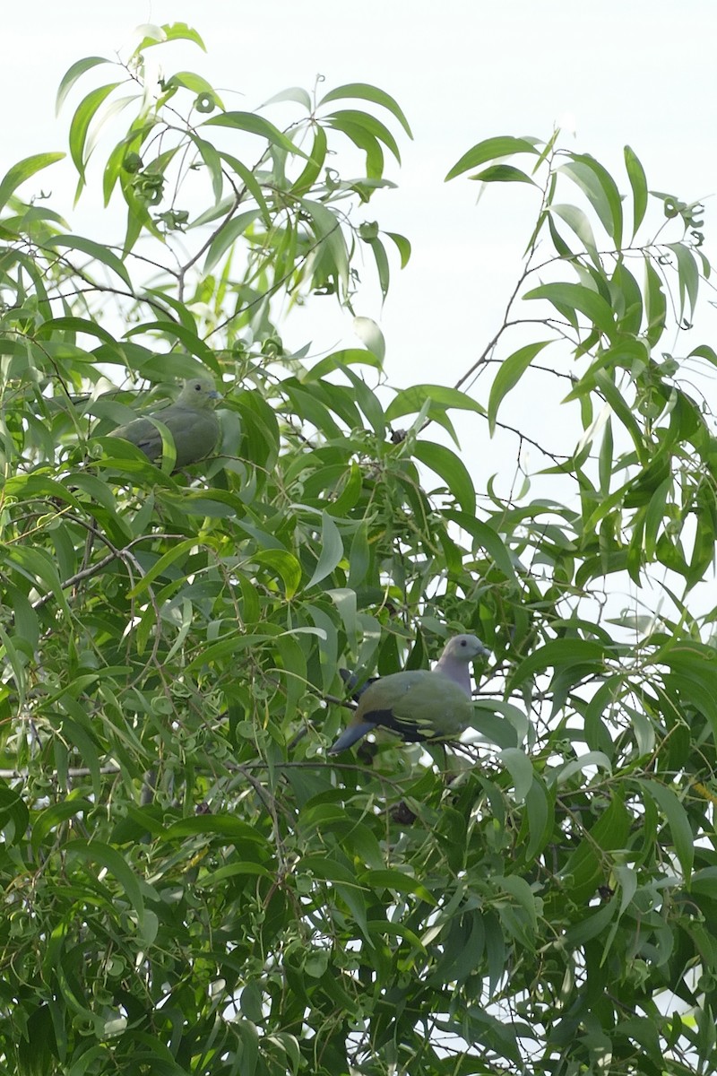 holub papouščí - ML46013371