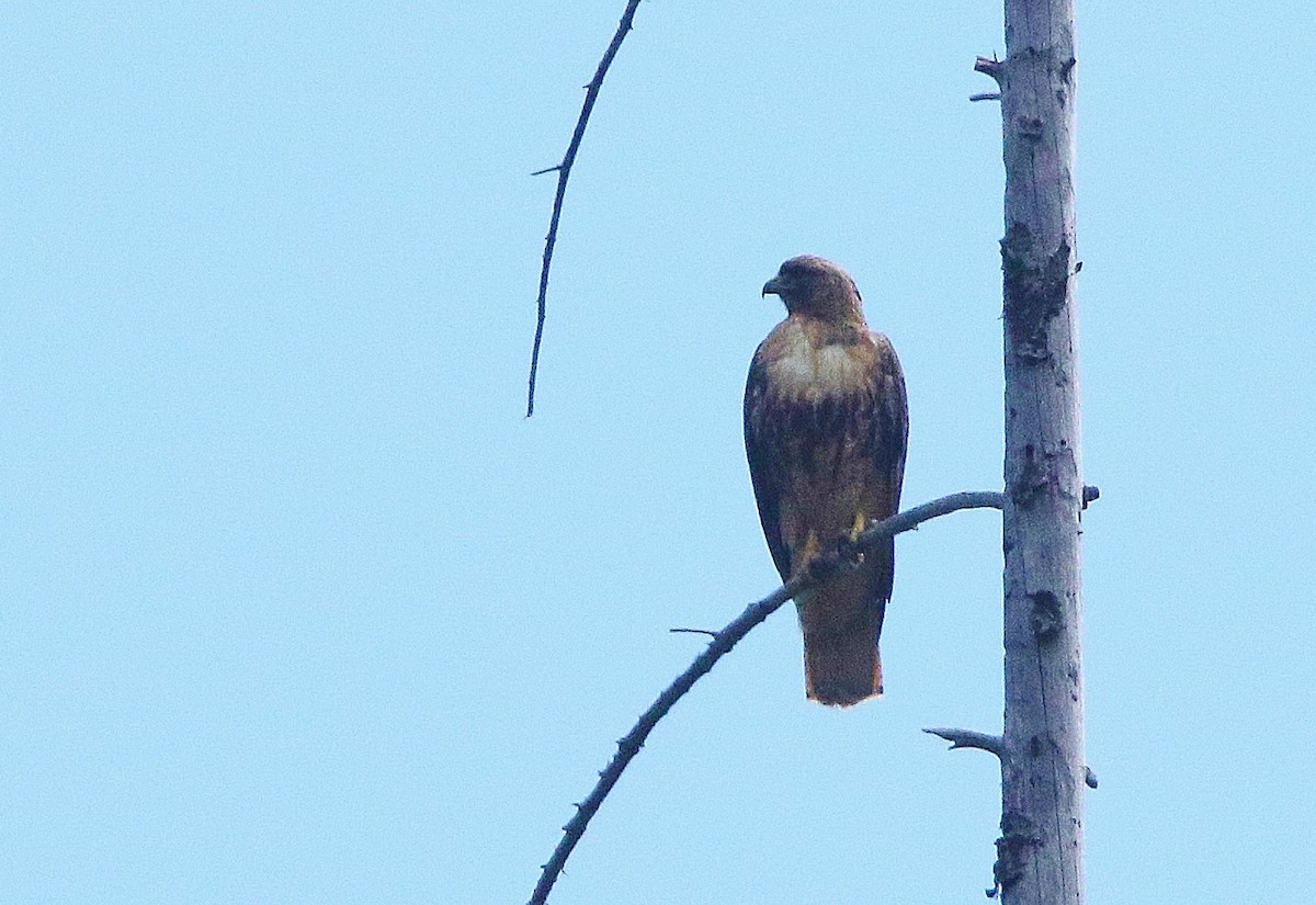 Red-tailed Hawk - ML460134261