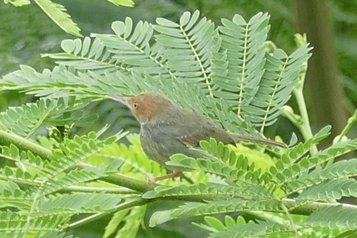 Olive-backed Tailorbird - Andrew Hogg