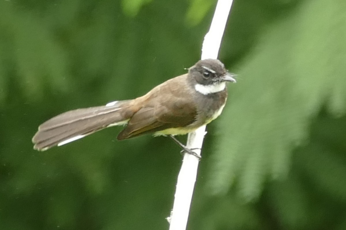 Malaysian Pied-Fantail - Andrew Hogg