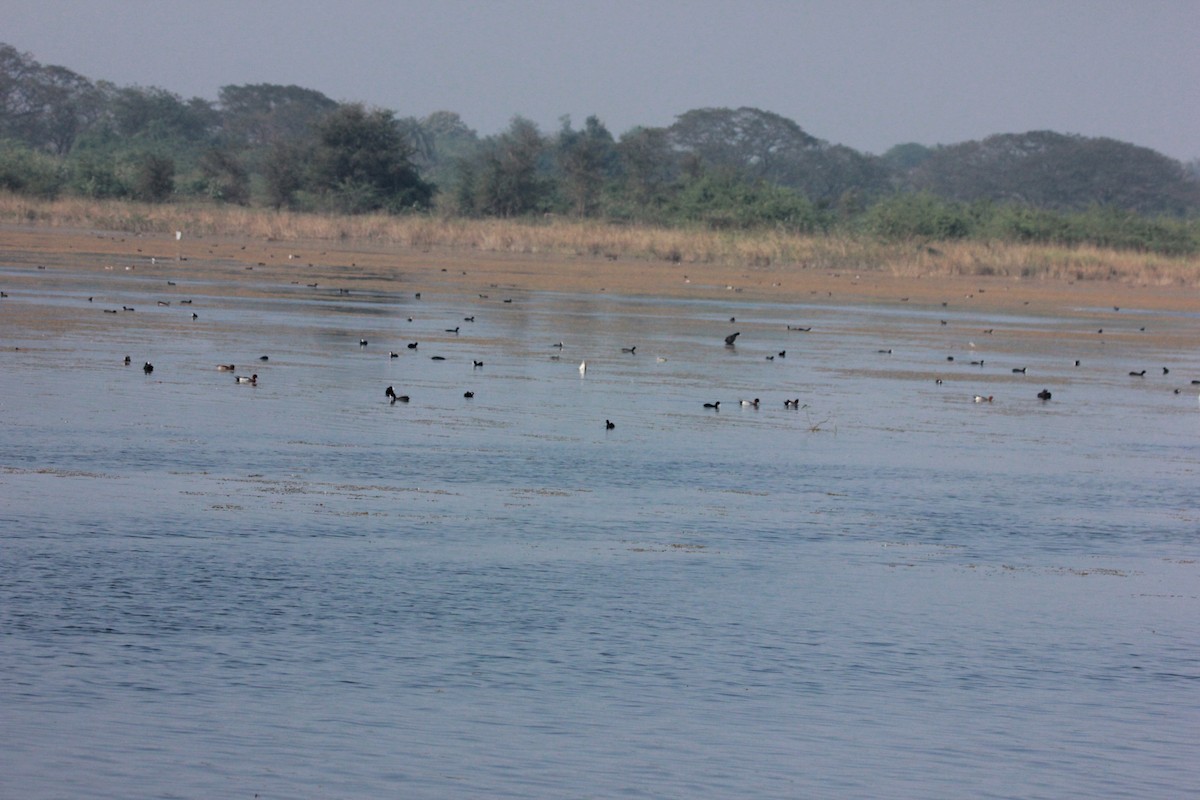 Eurasian Coot - ML46013611