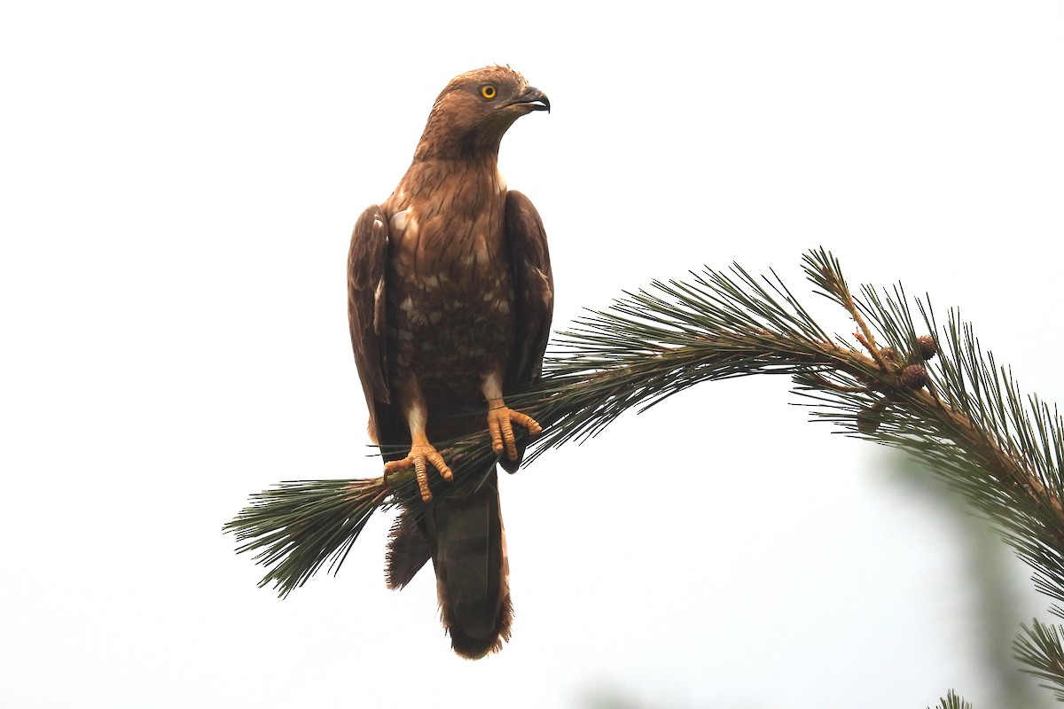 European Honey-buzzard - ML460136391