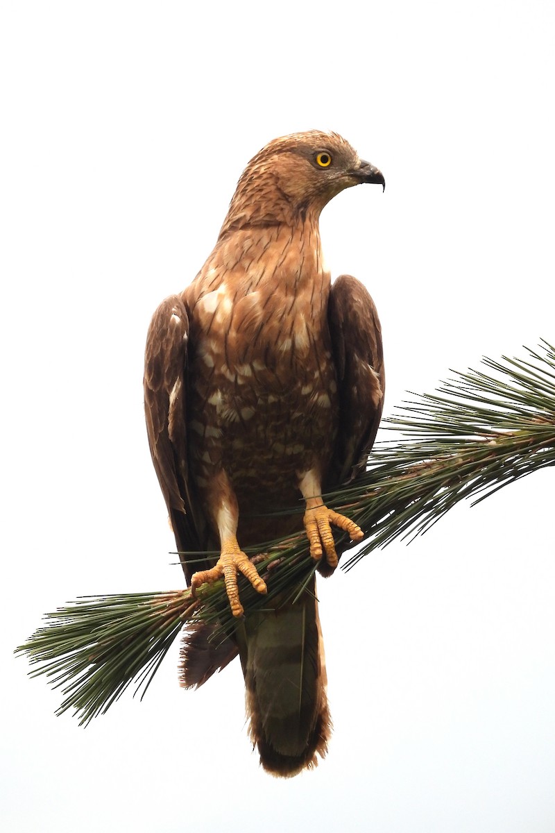 European Honey-buzzard - ML460136401