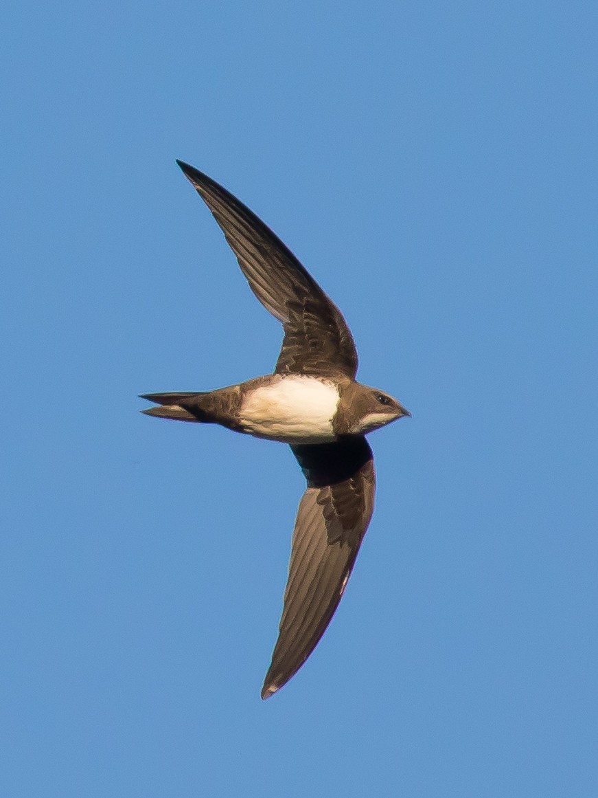 Alpine Swift - ML460137231