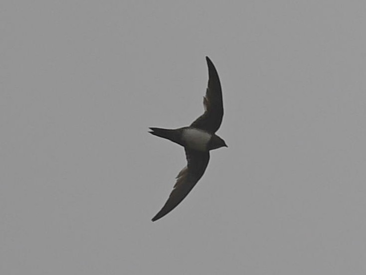 Alpine Swift - ML460137971