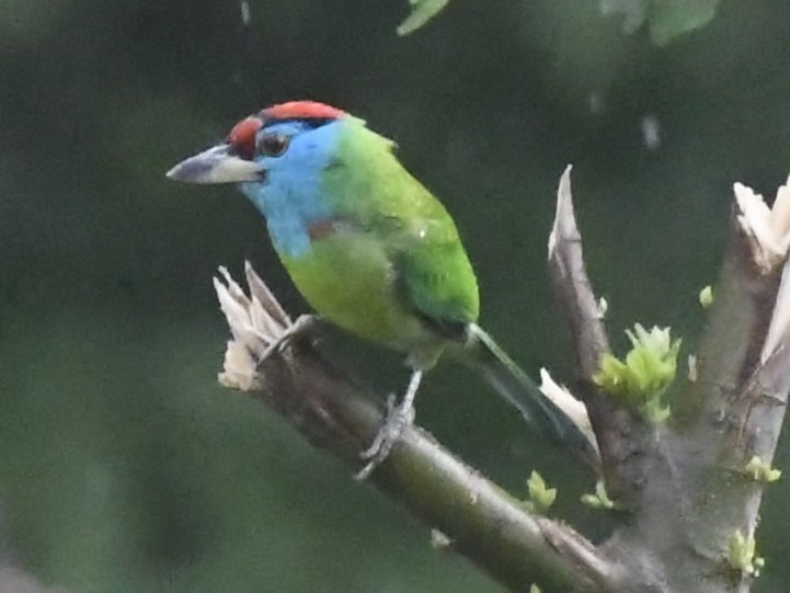 Mavi Boğazlı Barbet - ML460138441