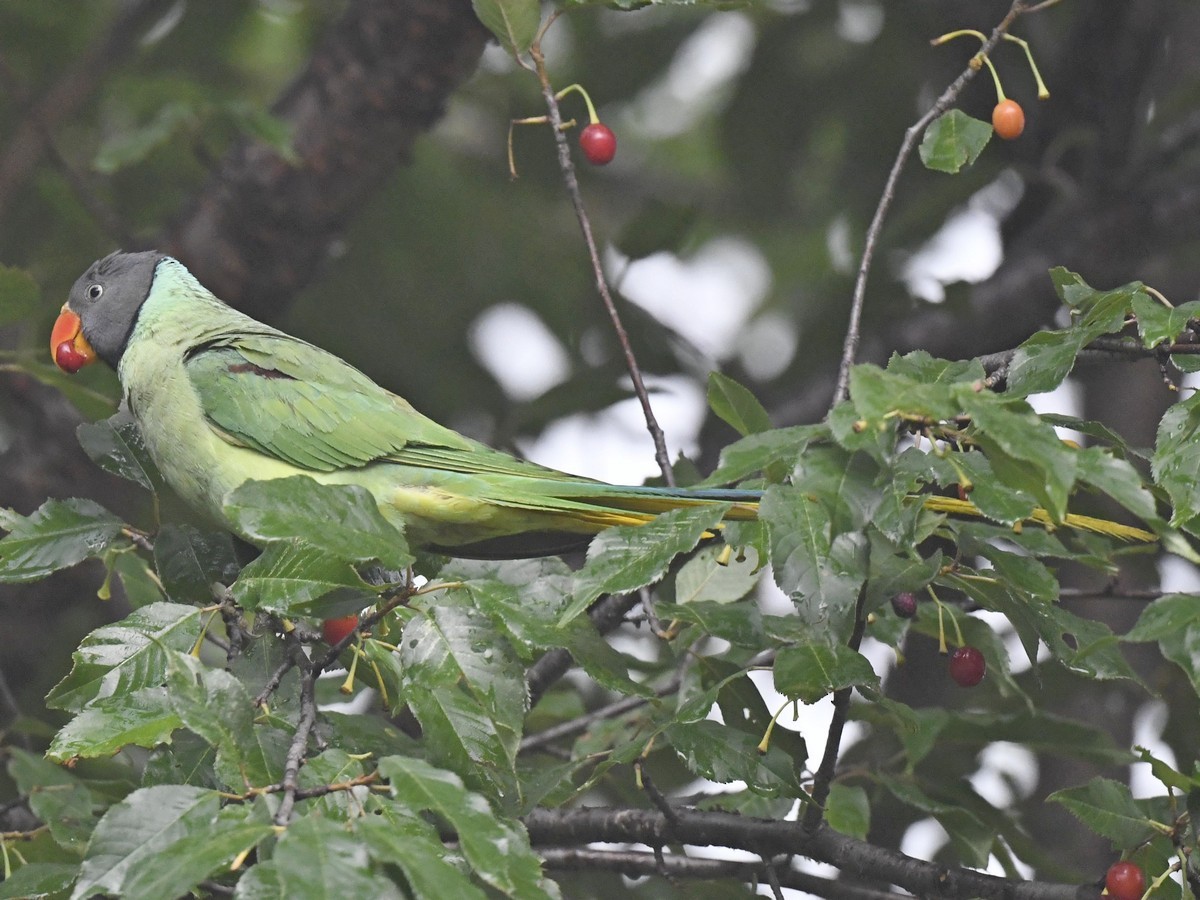 Slaty-headed Parakeet - Subhadra Devi