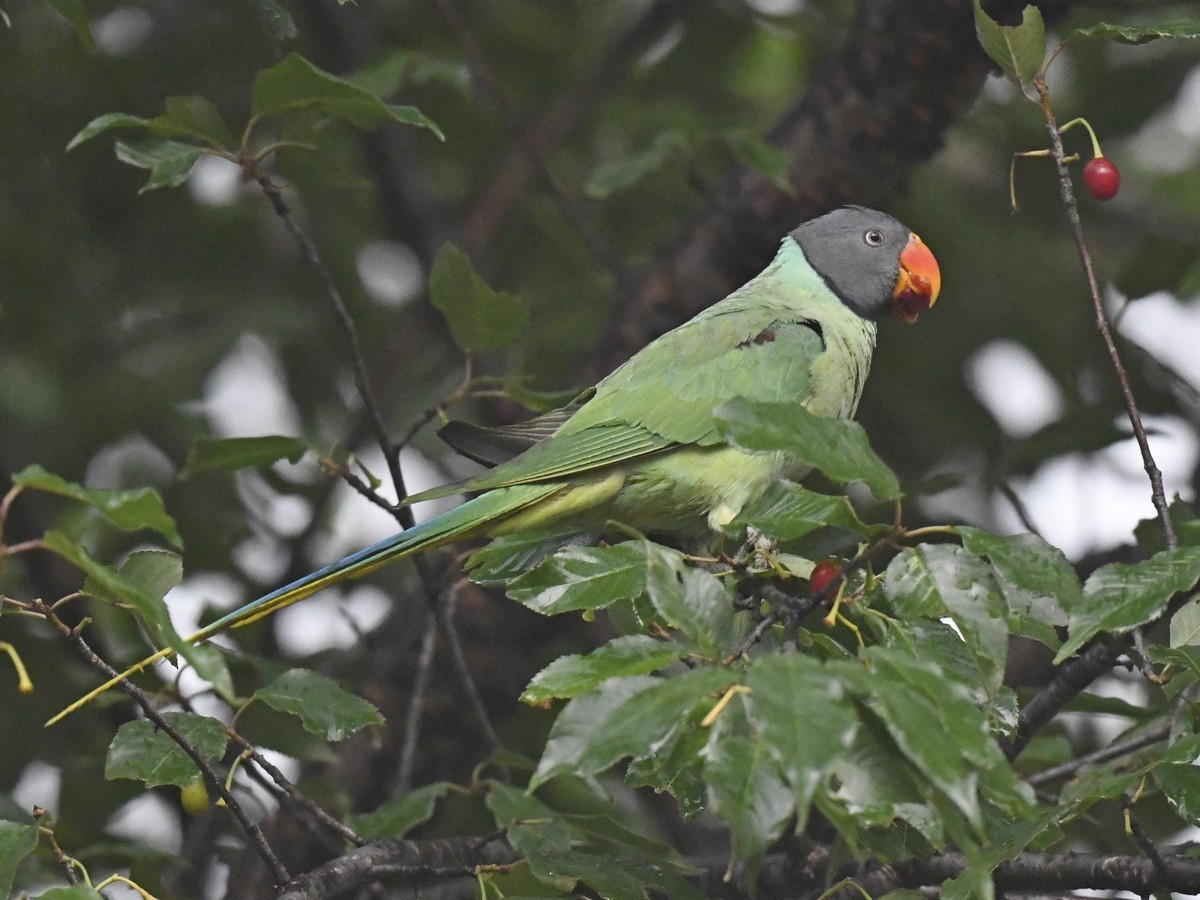 Slaty-headed Parakeet - Subhadra Devi