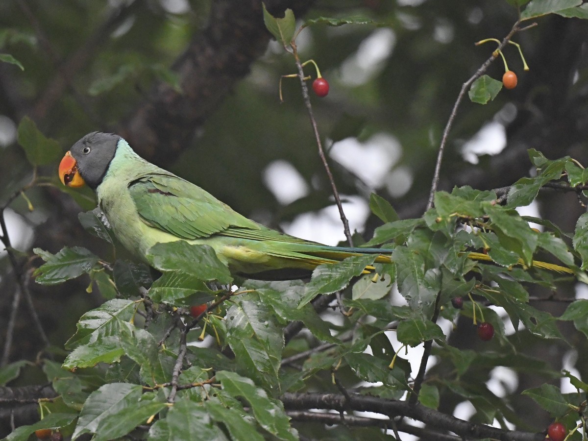 Slaty-headed Parakeet - Subhadra Devi