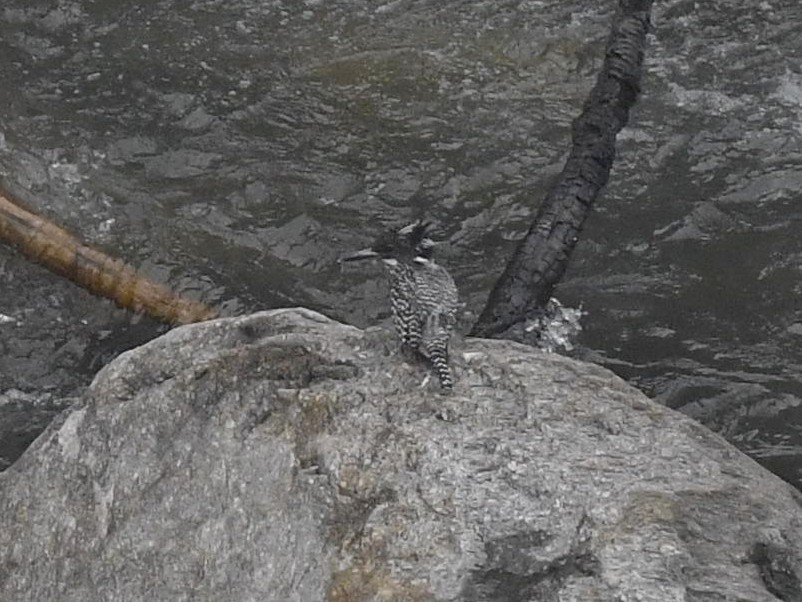 Crested Kingfisher - ML460138771