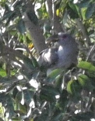 Channel-billed Cuckoo - ML460140031