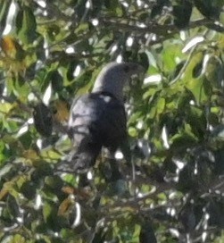 Channel-billed Cuckoo - ML460140051