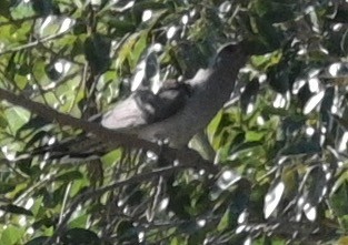 Channel-billed Cuckoo - ML460140061