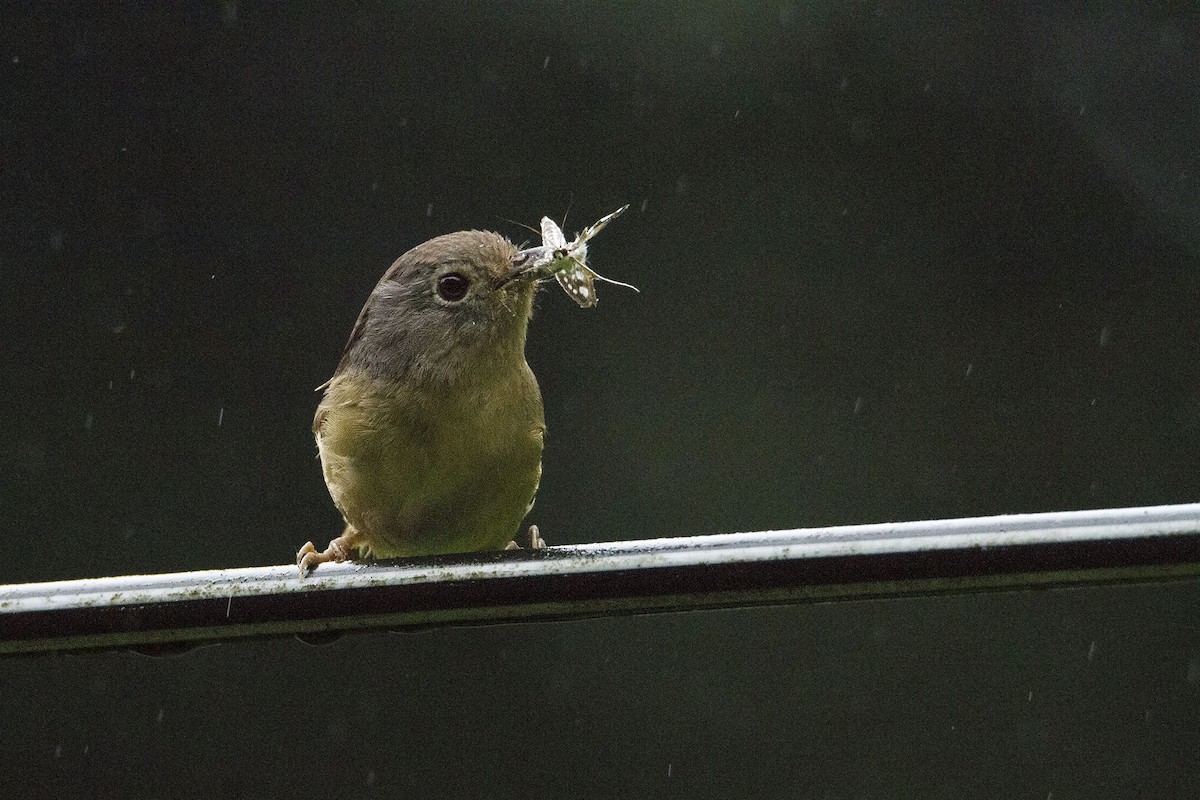 Yunnan Fulvetta - Jirawut Jannoi