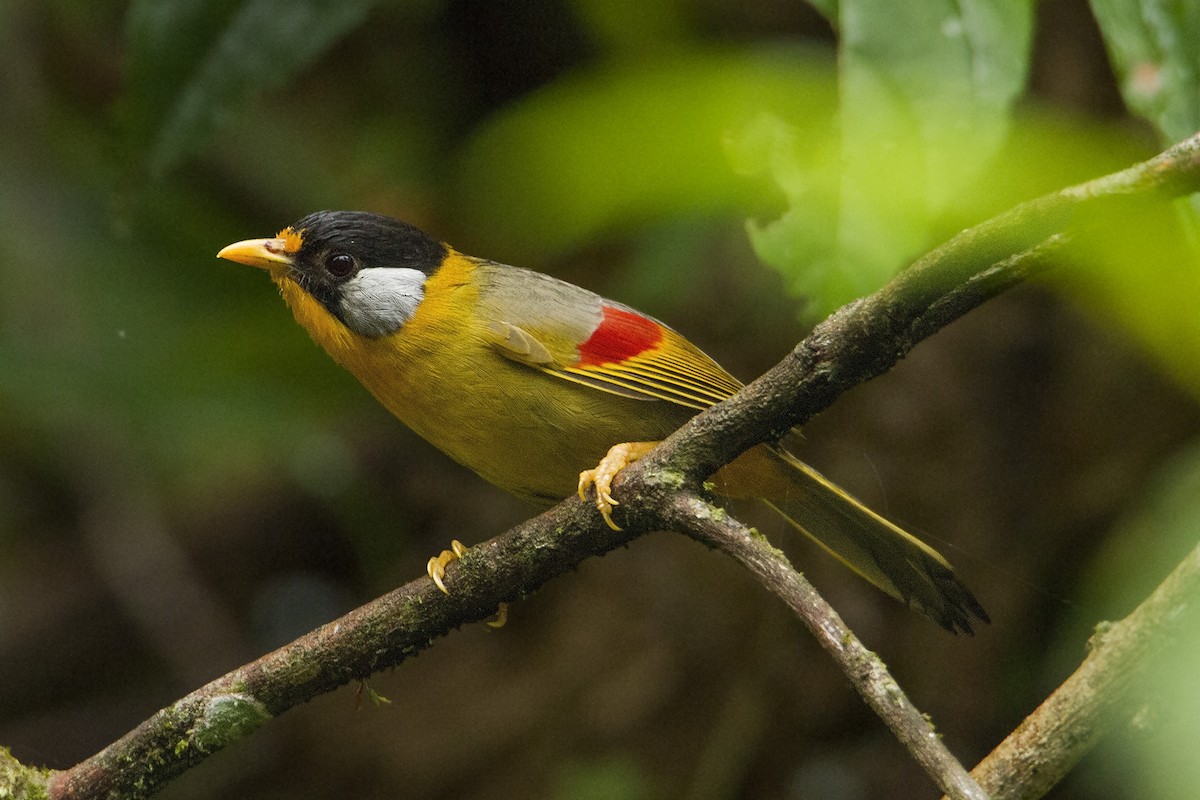 Silver-eared Mesia - Jirawut Jannoi