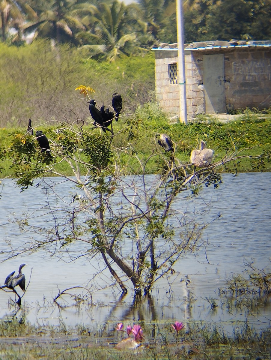 Pélican à bec tacheté - ML460140611