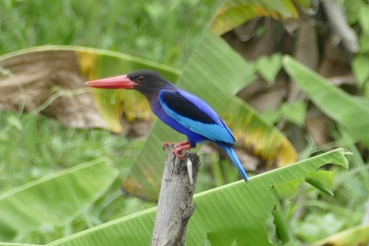 Javan Kingfisher - Andrew Hogg