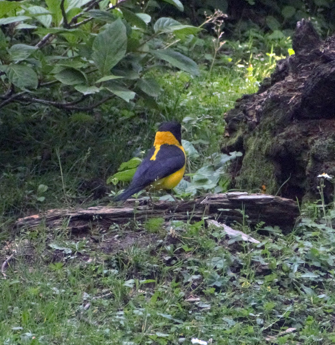 Black-and-yellow Grosbeak - ML460144141