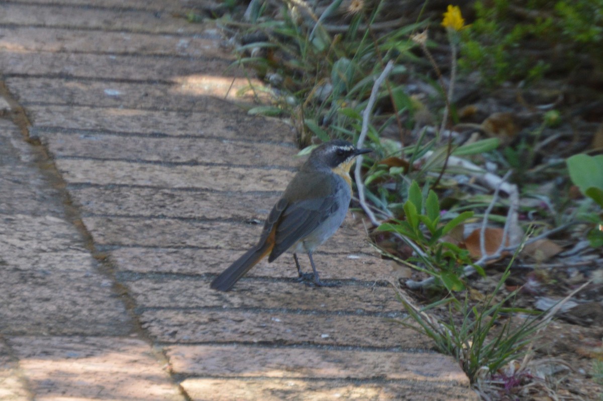 Cape Robin-Chat - Michael Mulqueen