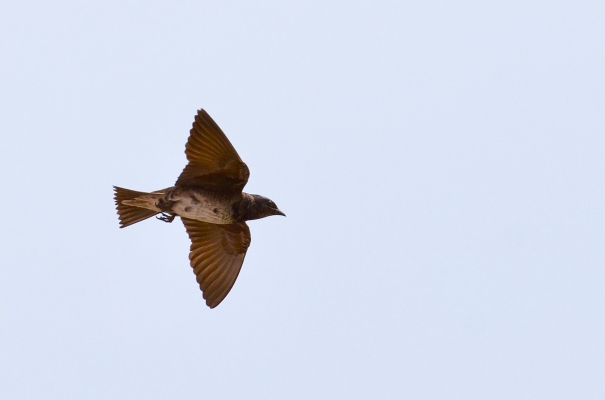 Purple Martin - ML460144881