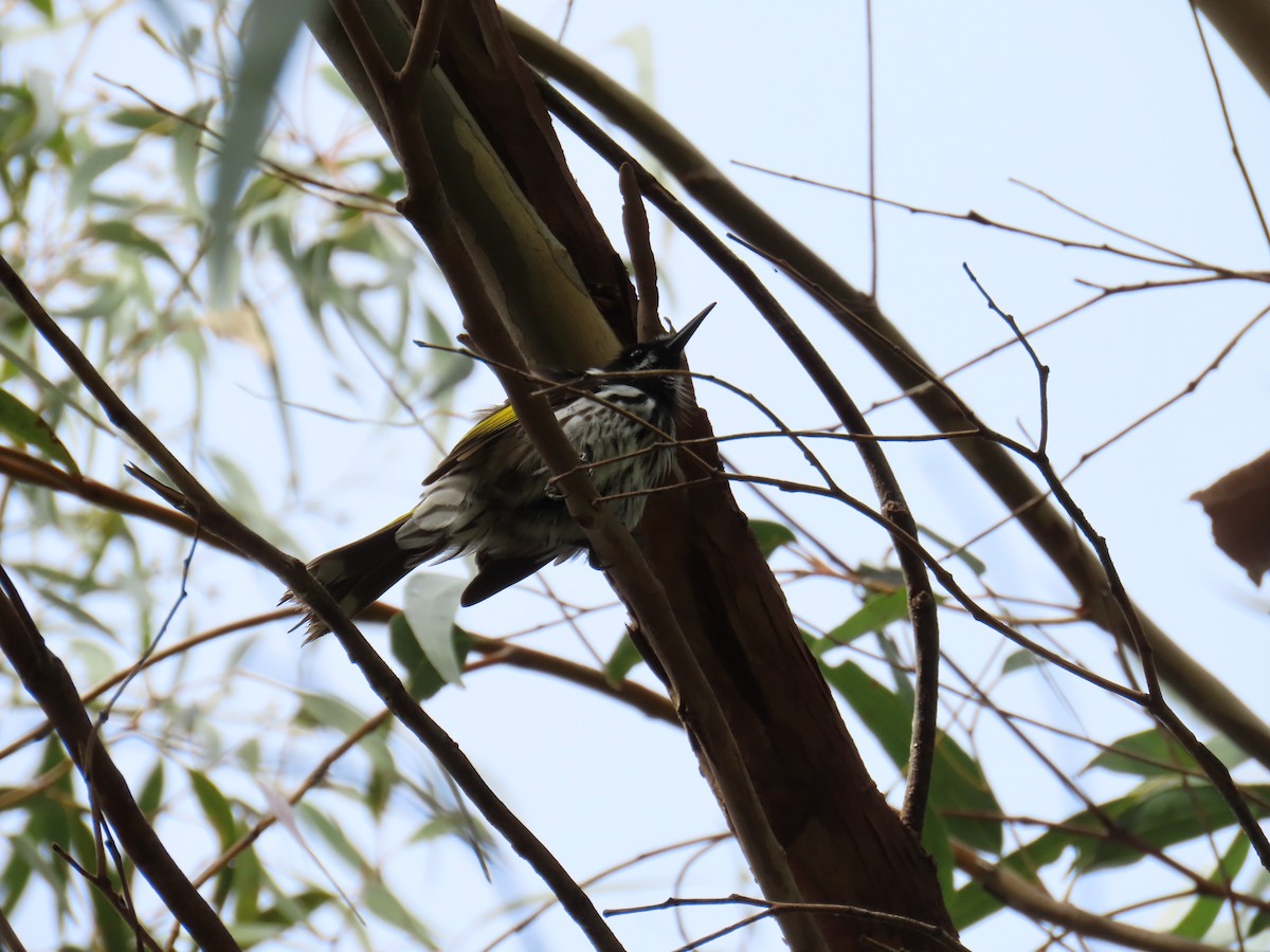 New Holland Honeyeater - ML460145311