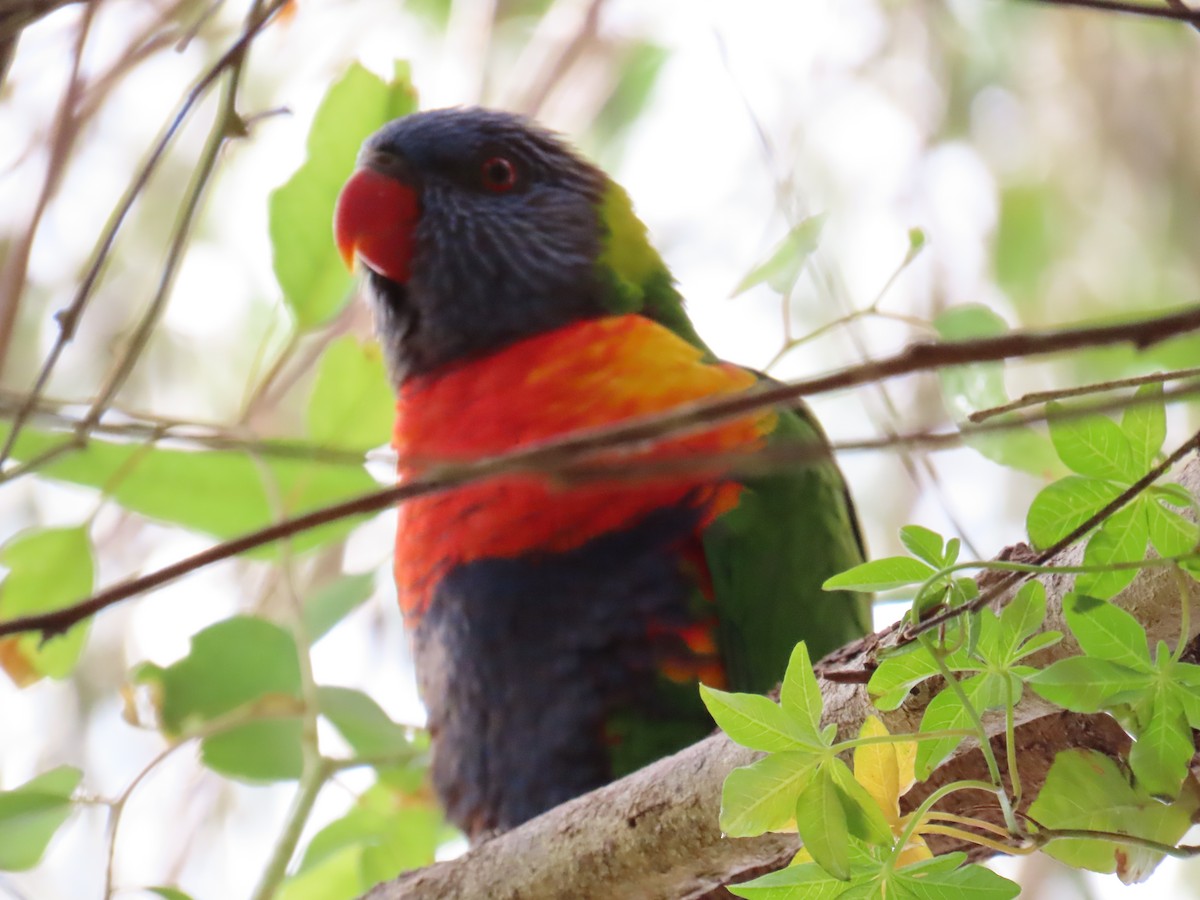 Rainbow Lorikeet - ML460145321