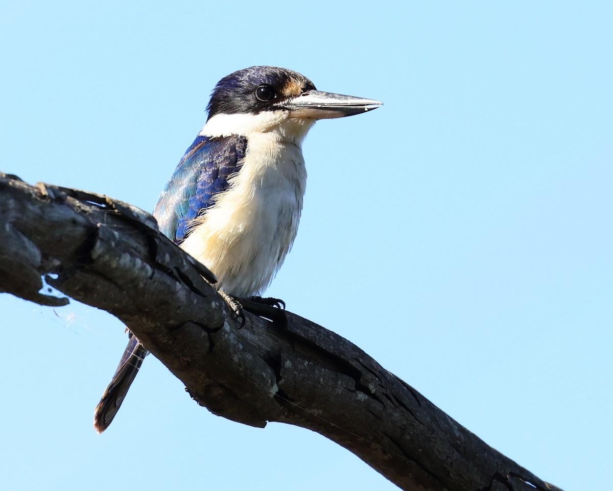 Forest Kingfisher - Andy Gee