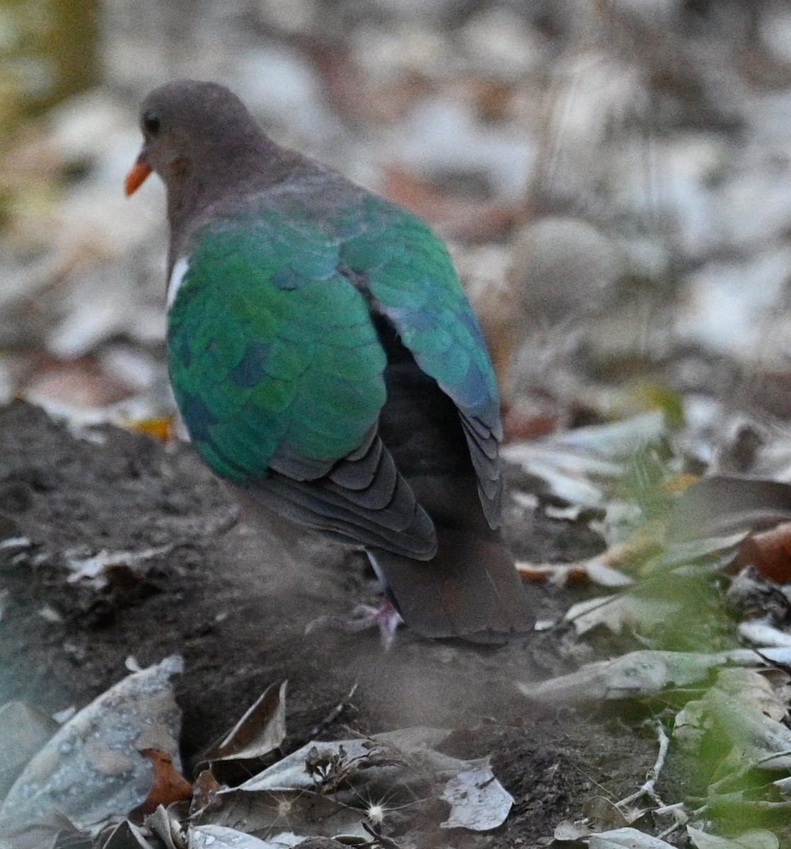 Pacific Emerald Dove - ML460146461