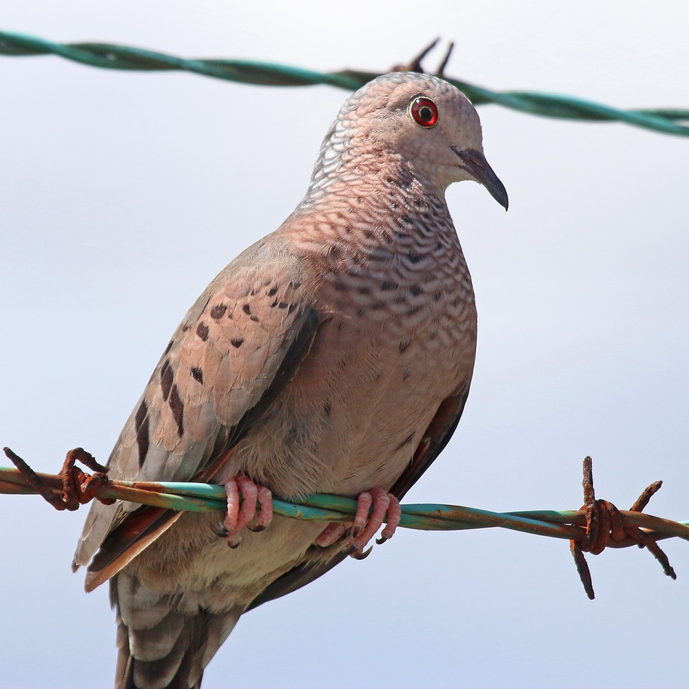 Common Ground Dove - Corey Finger