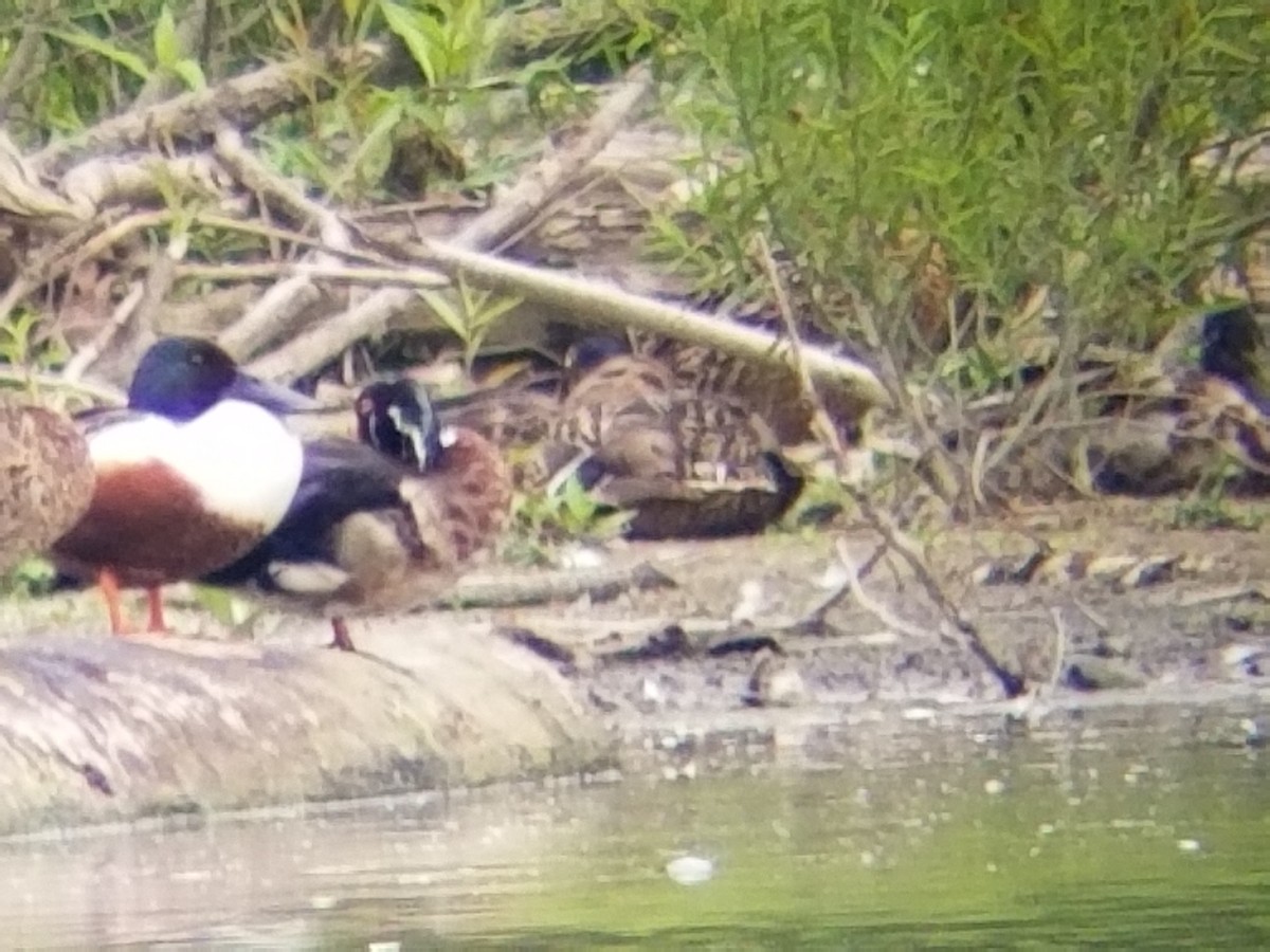 Northern Shoveler - ML460147421