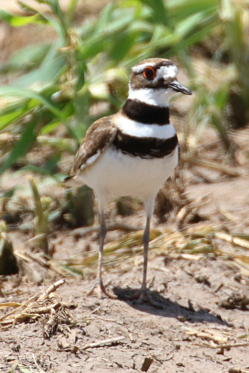 Killdeer - ML460147551