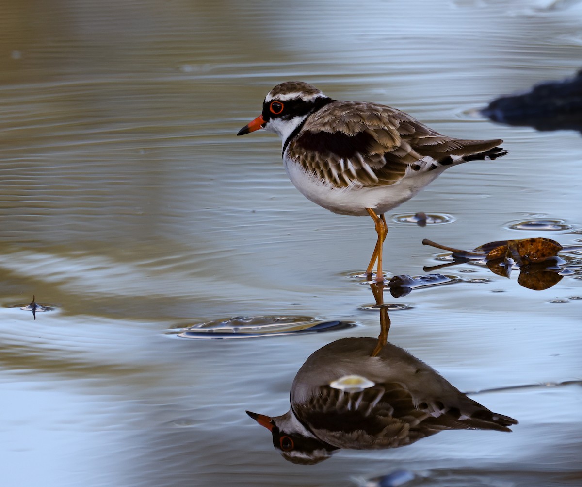 Black-fronted Dotterel - ML460152591