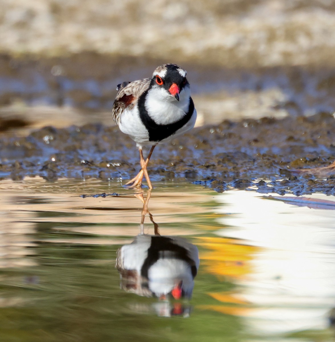 Black-fronted Dotterel - ML460152601