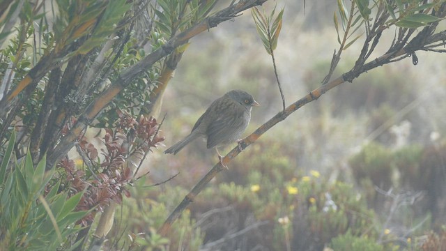 Junco des volcans - ML460153481